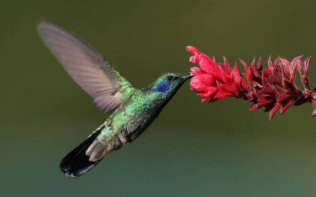 la légende du colibri