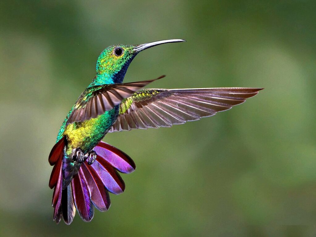 la légende du colibri