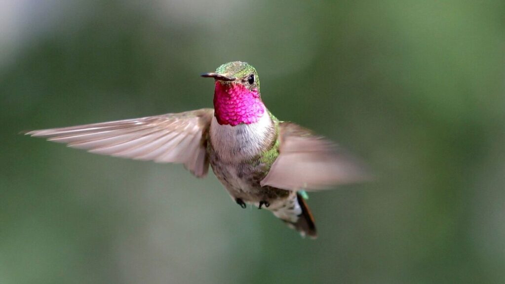 la leyenda del colibri 5